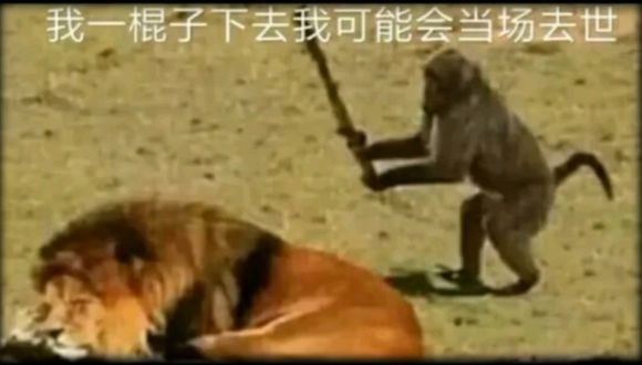 这一棍子下去不是猴王就是猴亡