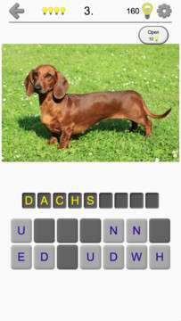 Dogs Quiz - Guess Popular Dog Breeds in the Photos图片3
