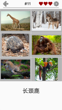 动物小测验 - 在动物园里学习所有的哺乳动物和鸟类！图片1