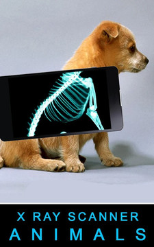 X射线扫描仪动物图片6