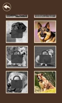 What dog am I?图片2