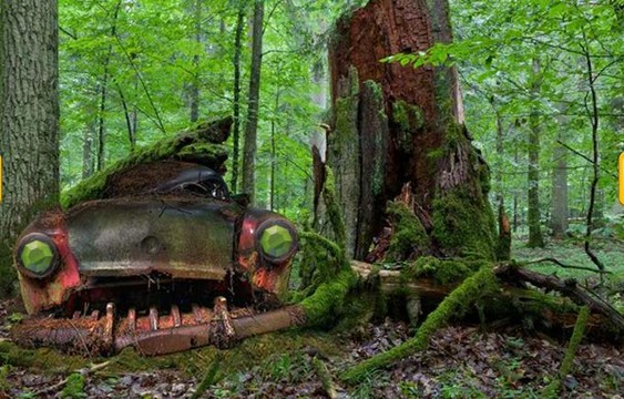 Abandoned Forest Treasure图片3