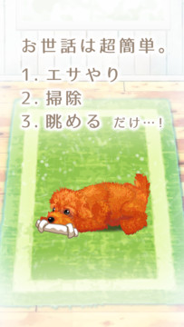癒しの子犬育成ゲーム〜トイプードル編〜图片12