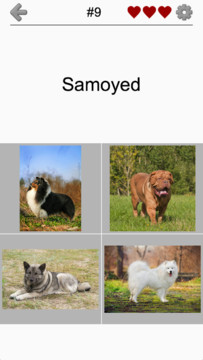 Dogs Quiz - Guess Popular Dog Breeds in the Photos图片2