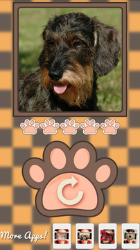 What dog am I?图片1