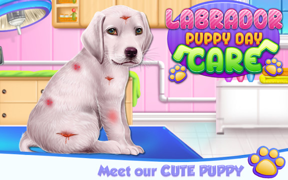 Labrador Puppy Day Care图片8