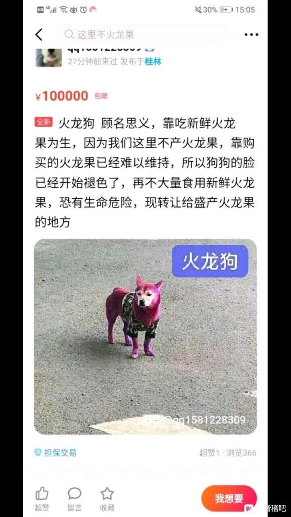 火龙狗，清新爽口