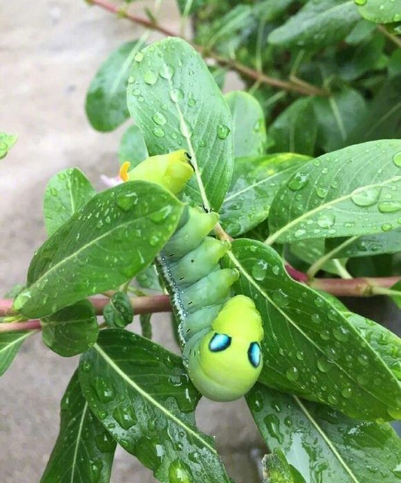 请问这是外星生物吗？？