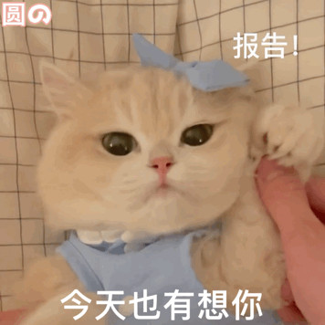 小优今日穿搭🐱