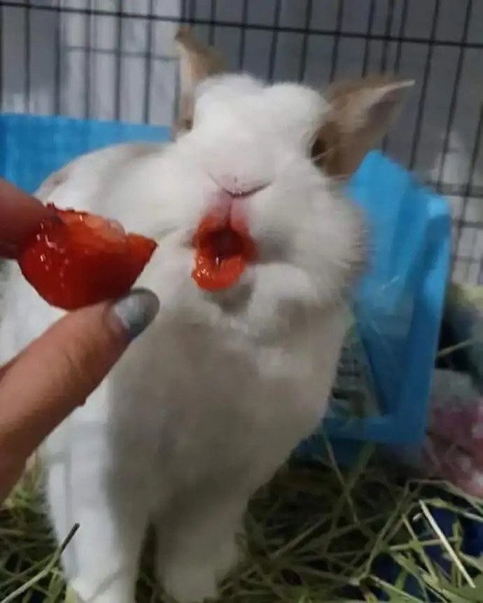 吃草莓的兔兔