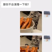 你这辈子跟猫过吧