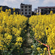 油菜花地真好看锕。