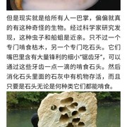 食石兽  一旦进入大陆后果不堪设想