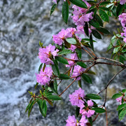 雪山杜鹃花