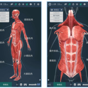 3D人体详解（性）：探索身体深处的秘密，未成年勿入！