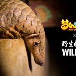 守望生灵！《梦幻西游》手游携手WildAid打造野生动物保护新玩法