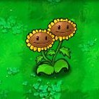 双生向日葵