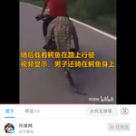 鳄鱼也不过如此