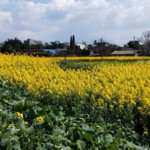 油菜花地真好看锕。