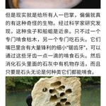 食石兽  一旦进入大陆后果不堪设想