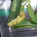 沙雕的花椒凤蝶幼虫