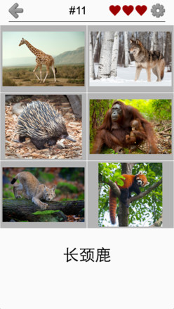 动物小测验 - 在动物园里学习所有的哺乳动物和鸟类！截图8