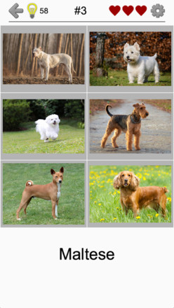 Dogs Quiz - Guess Popular Dog Breeds in the Photos截图3
