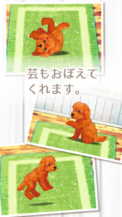 癒しの子犬育成ゲーム〜トイプードル編〜截图10