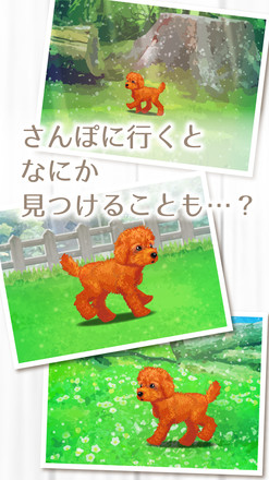 癒しの子犬育成ゲーム〜トイプードル編〜截图5