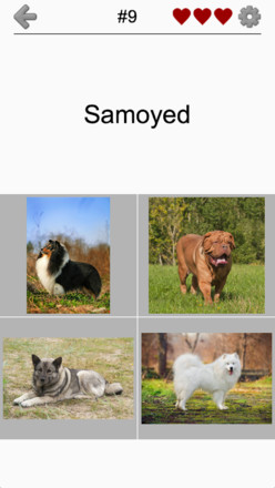 Dogs Quiz - Guess Popular Dog Breeds in the Photos截图5